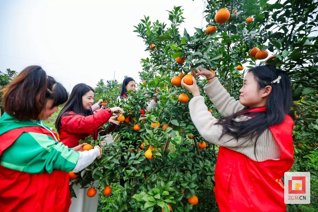 桥头镇：柑橘园里来了“一抹红”-1.webp
