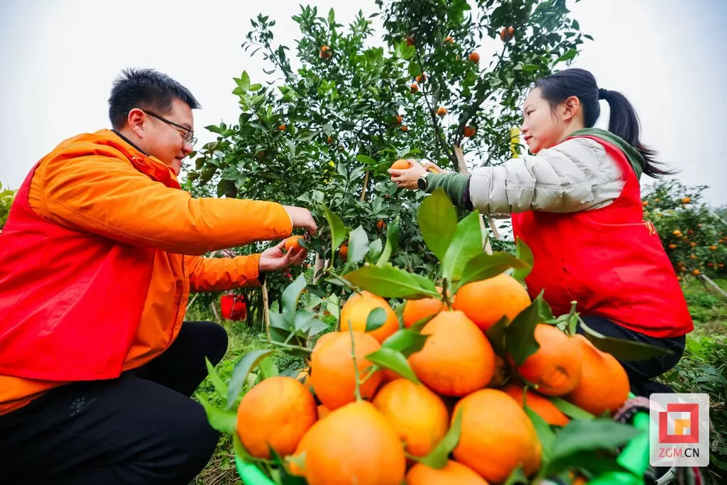桥头镇：柑橘园里来了“一抹红”-2.webp