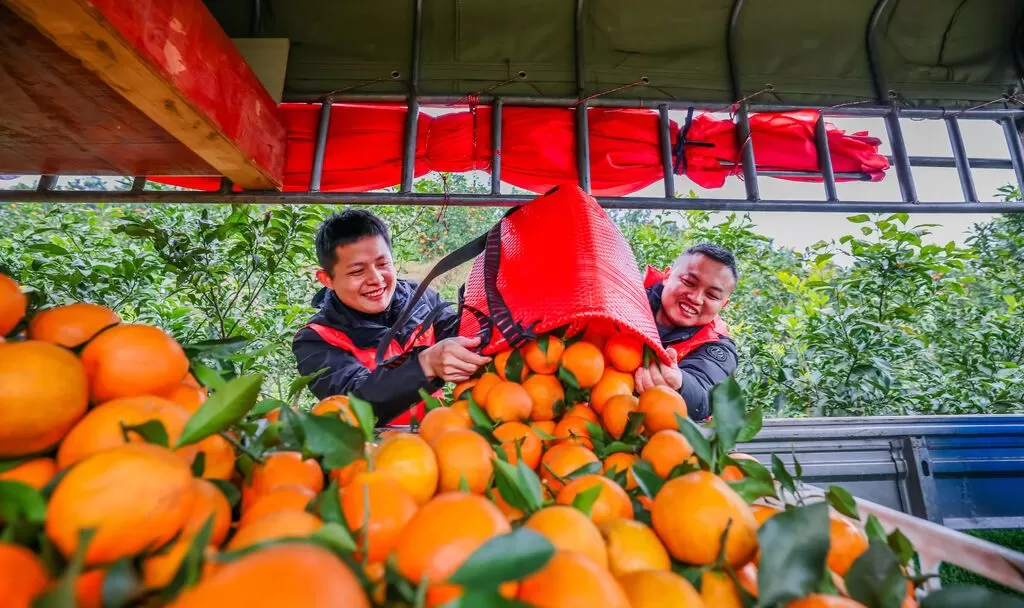 桥头镇：柑橘园里来了“一抹红”-3.webp