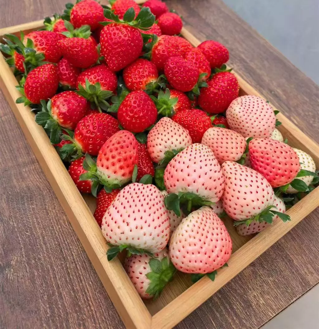 网传“大个草莓是用了膨大剂”？ 真相是这样→-2.webp