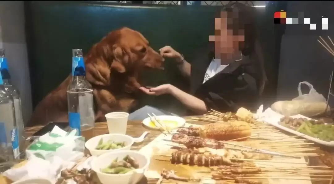 大连一烧烤店内女子用铁签给狗撸串，还让它坐在卡座上……停业整顿！