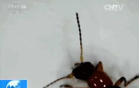 6a1d224e85367.gif.webp