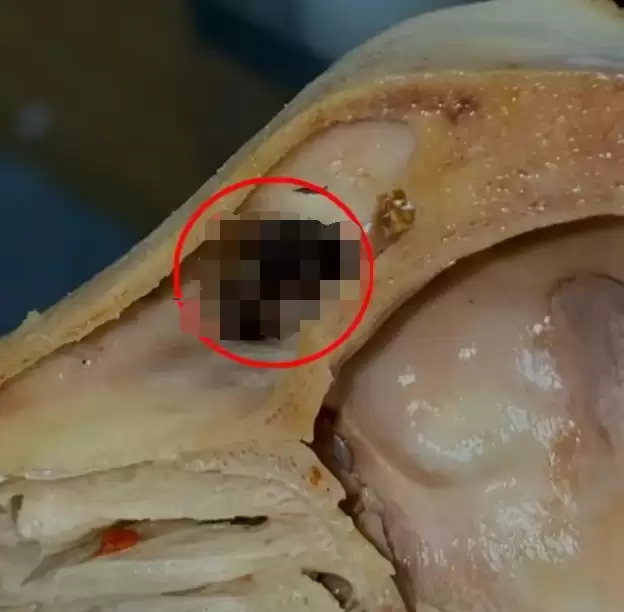 6a1e8907cb669.png.webp