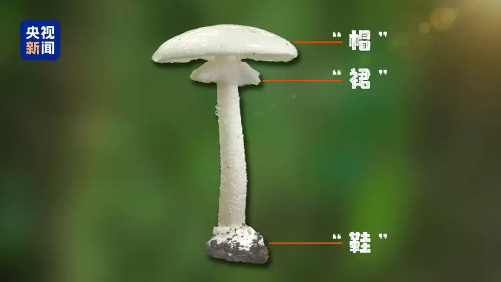 8ecd3c034699259248504ef2351c06d5.webp.webp