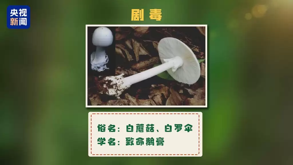 8b50efd0124ea23932cbbdbaf2f79b7d.webp.webp