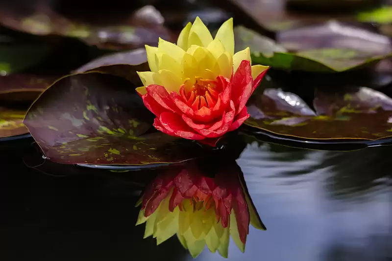 7f55c514591019eb98edf9d79a0214a0.png.webp